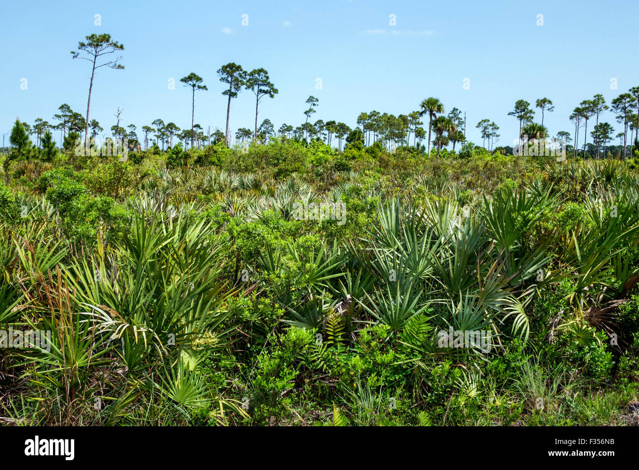 Florida Port Saint St. Lucie,Savannas Preserve State Park,pine trees,nature,natural,scenery,scrub palmetto,Sabal etonia,FL150416035 Stock Photo