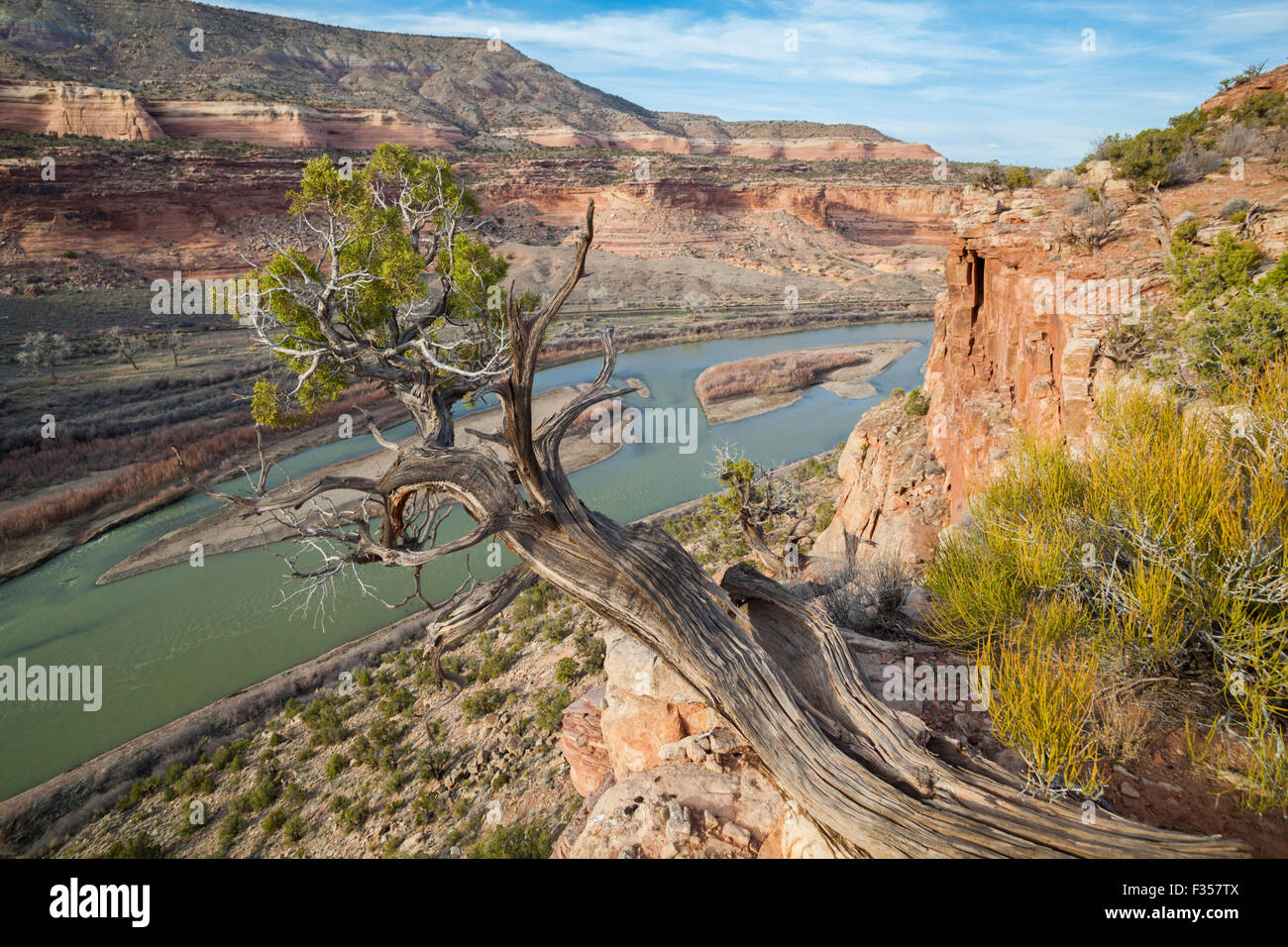 A juniper tree (Juniperus sp.) above the Colorado River in Ruby Canyon, Colorado. Stock Photo
