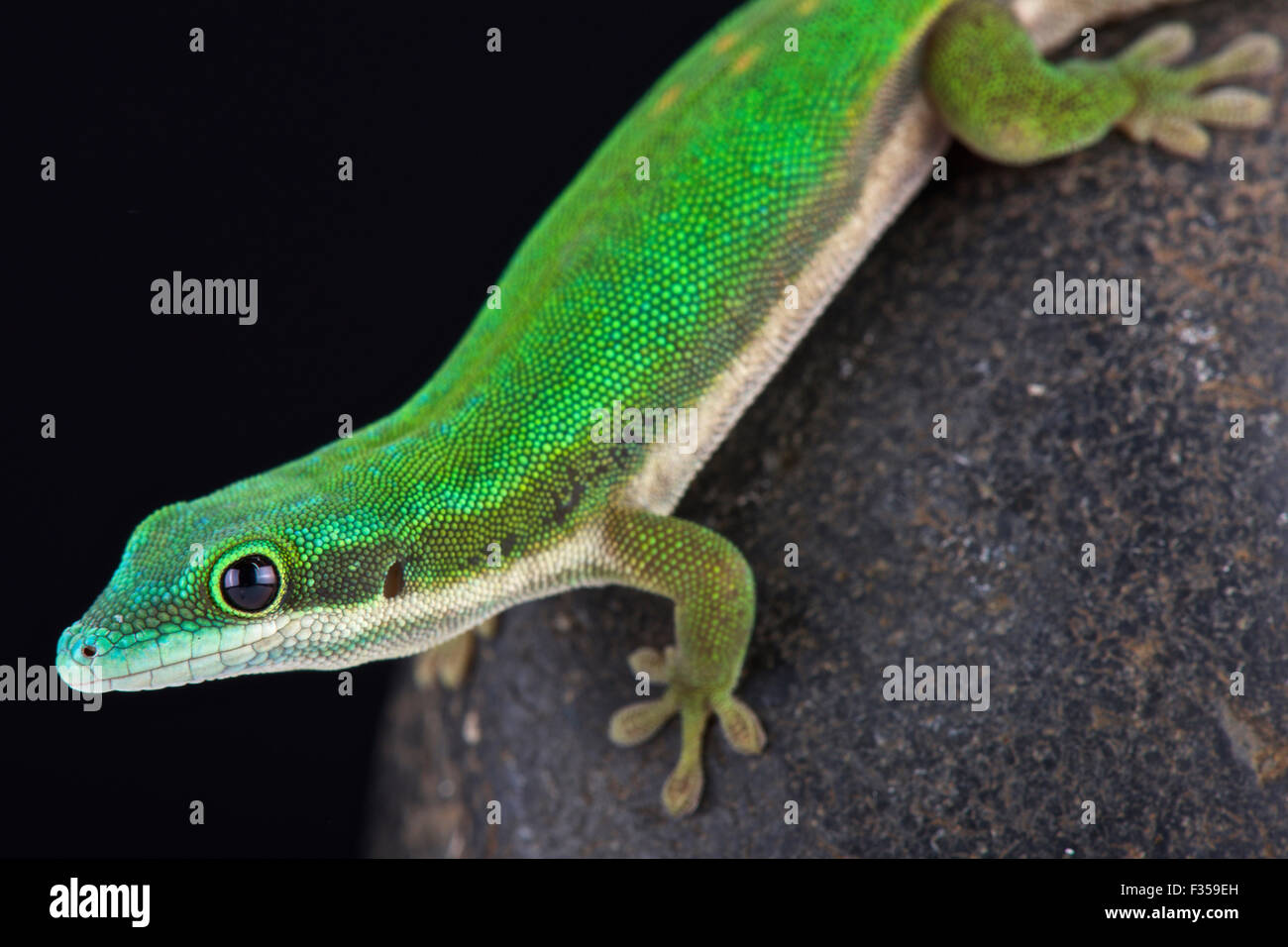 Mayotte day gecko (Phelsuma nigristriata) Stock Photo