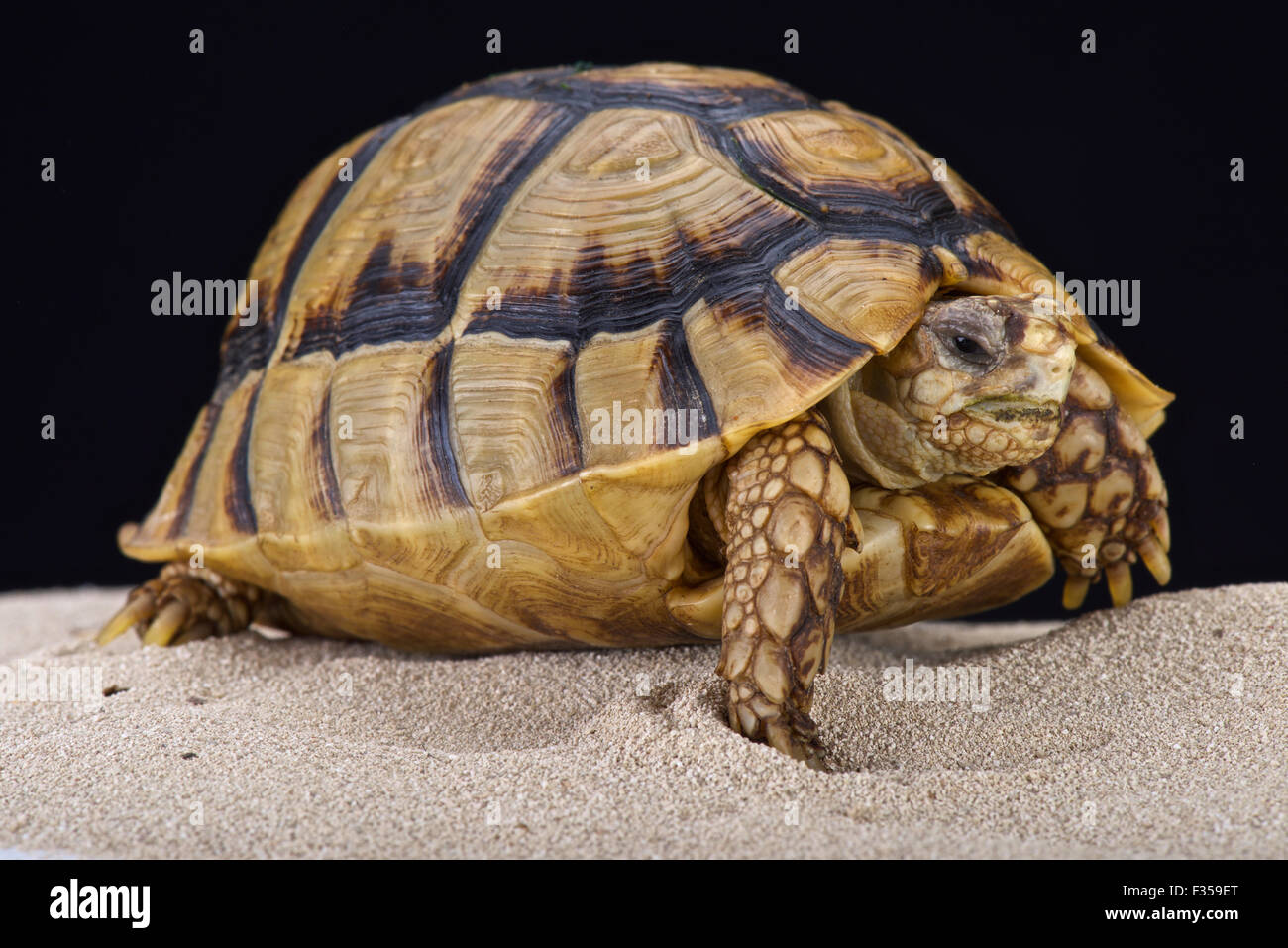 Egyptian tortoise (Testudo kleinmanni) Stock Photo