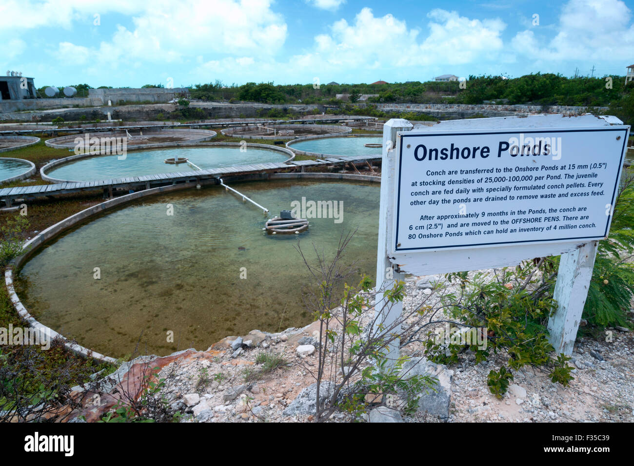 Conch farming hires stock photography and images Alamy