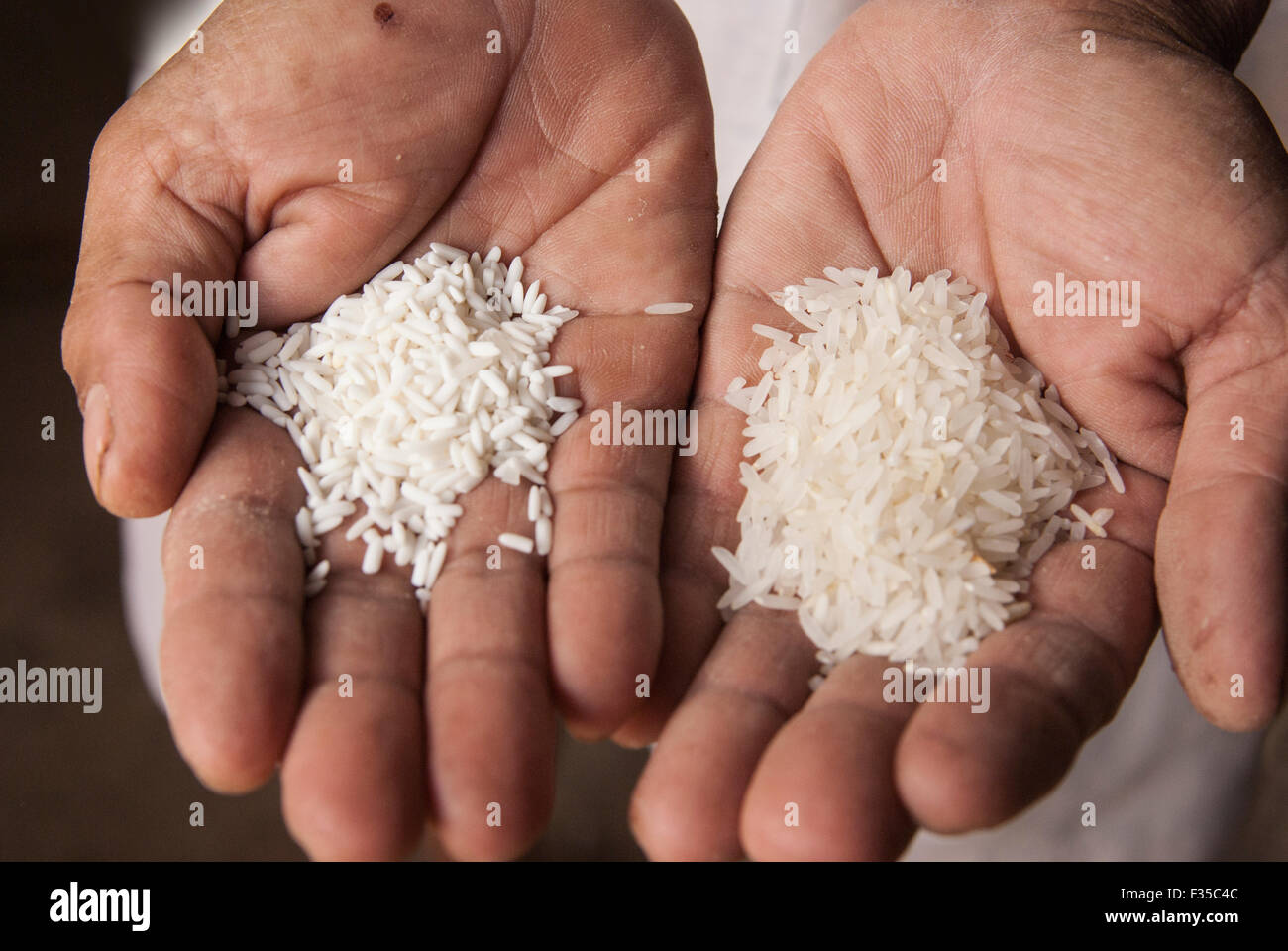 Farmer holds processed and unprocessed white rice in his rough hands during harvest in rural Issan, Thaliand, Asia Stock Photo