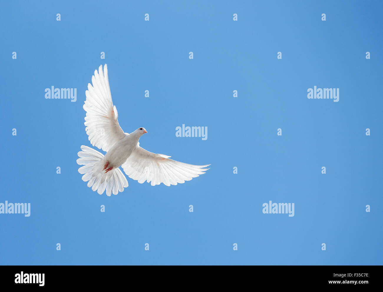 White dove flying in the sky Stock Photo Alamy