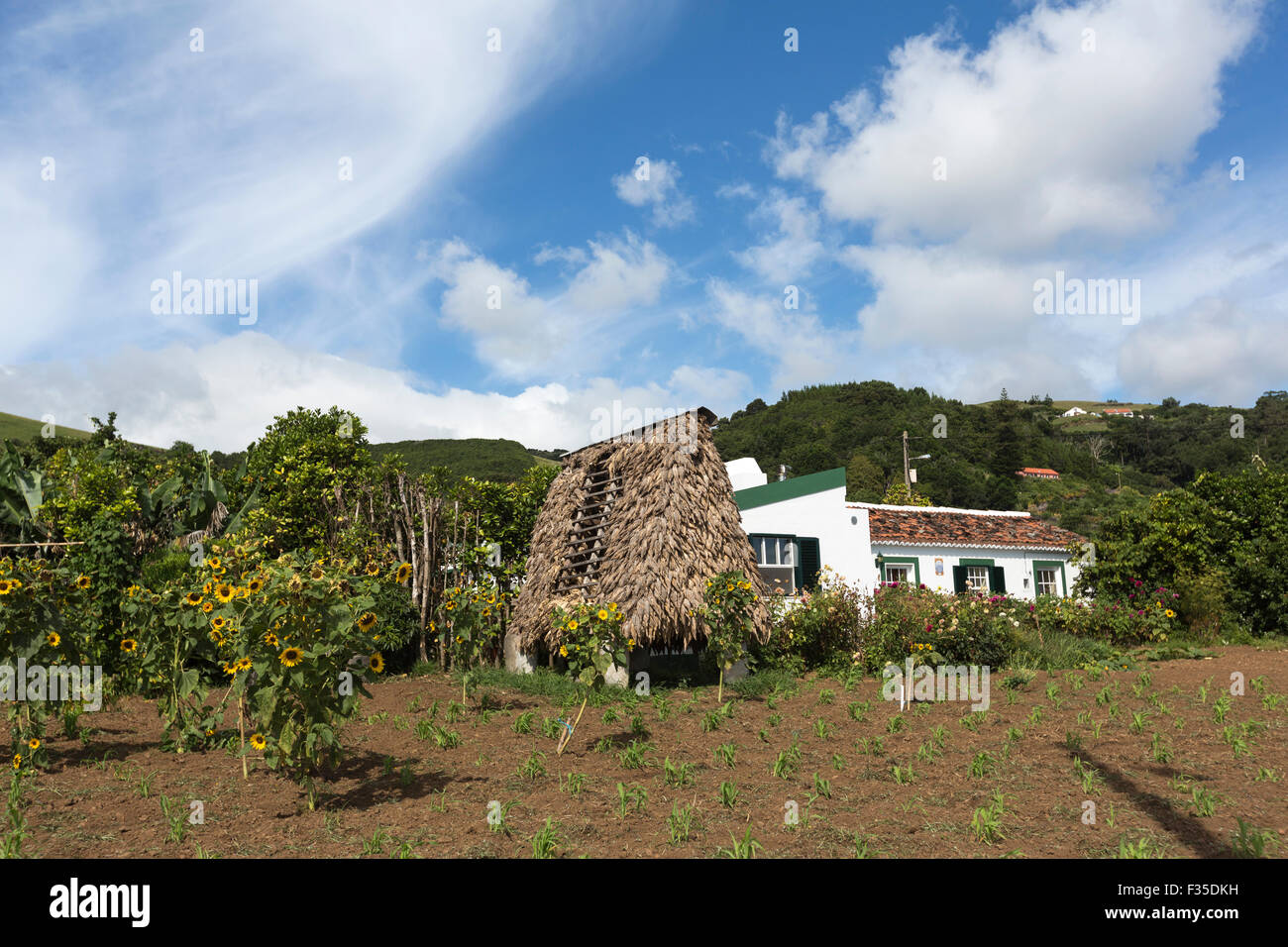Farm house in Santa Cruz Das Flores with drying corn rack in the Azores