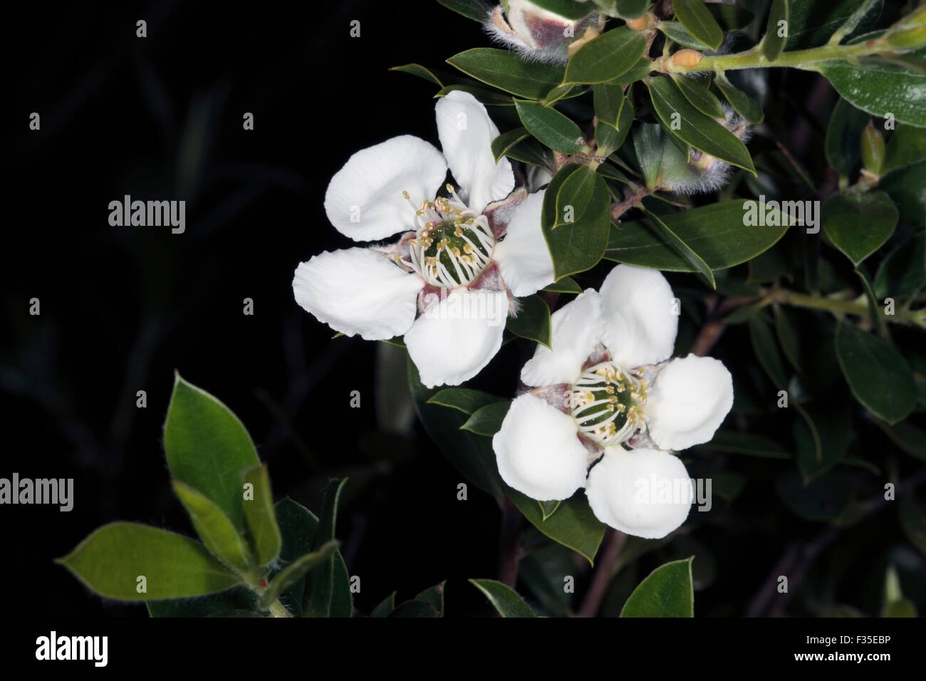 Close-up of flowers of Shining tea-tree- Leptospermum nitidum- Family Myrtaceae Stock Photo
