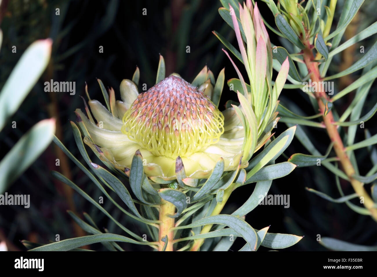 Close up of Thistle protea/Sugarbush Flower- Protea scolymocephala- Family Proteaceae Stock Photo