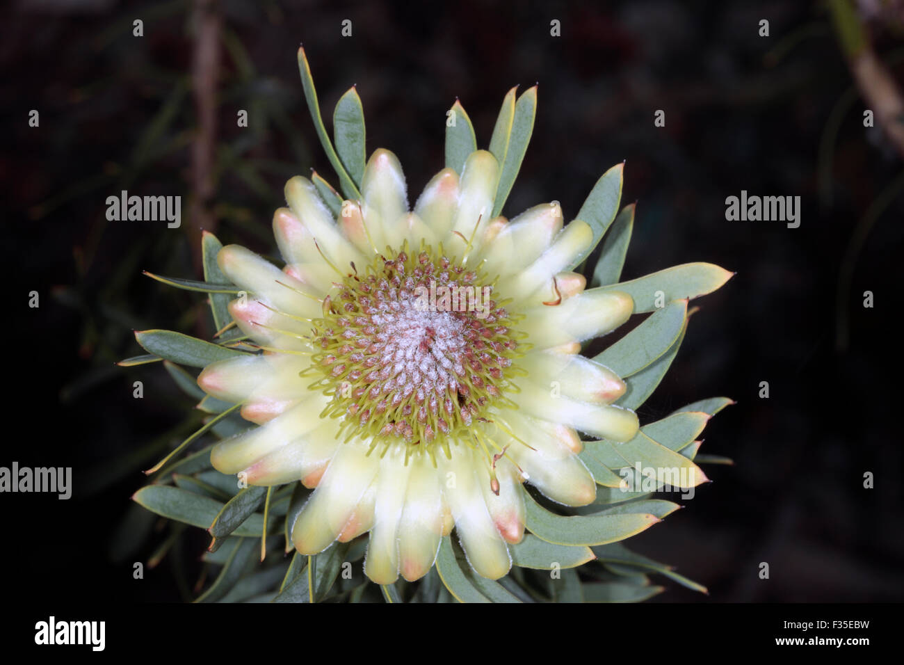Close up of Thistle protea/Sugarbush Flower- Protea scolymocephala- Family Proteaceae Stock Photo