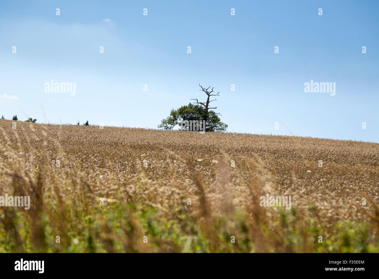 summer landscape of field and meadows and blue sky Stock Photo - Alamy