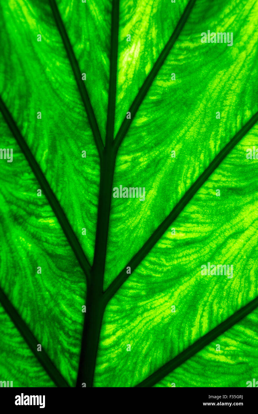 abstract leaf and his veins background macro close up of a green black ...