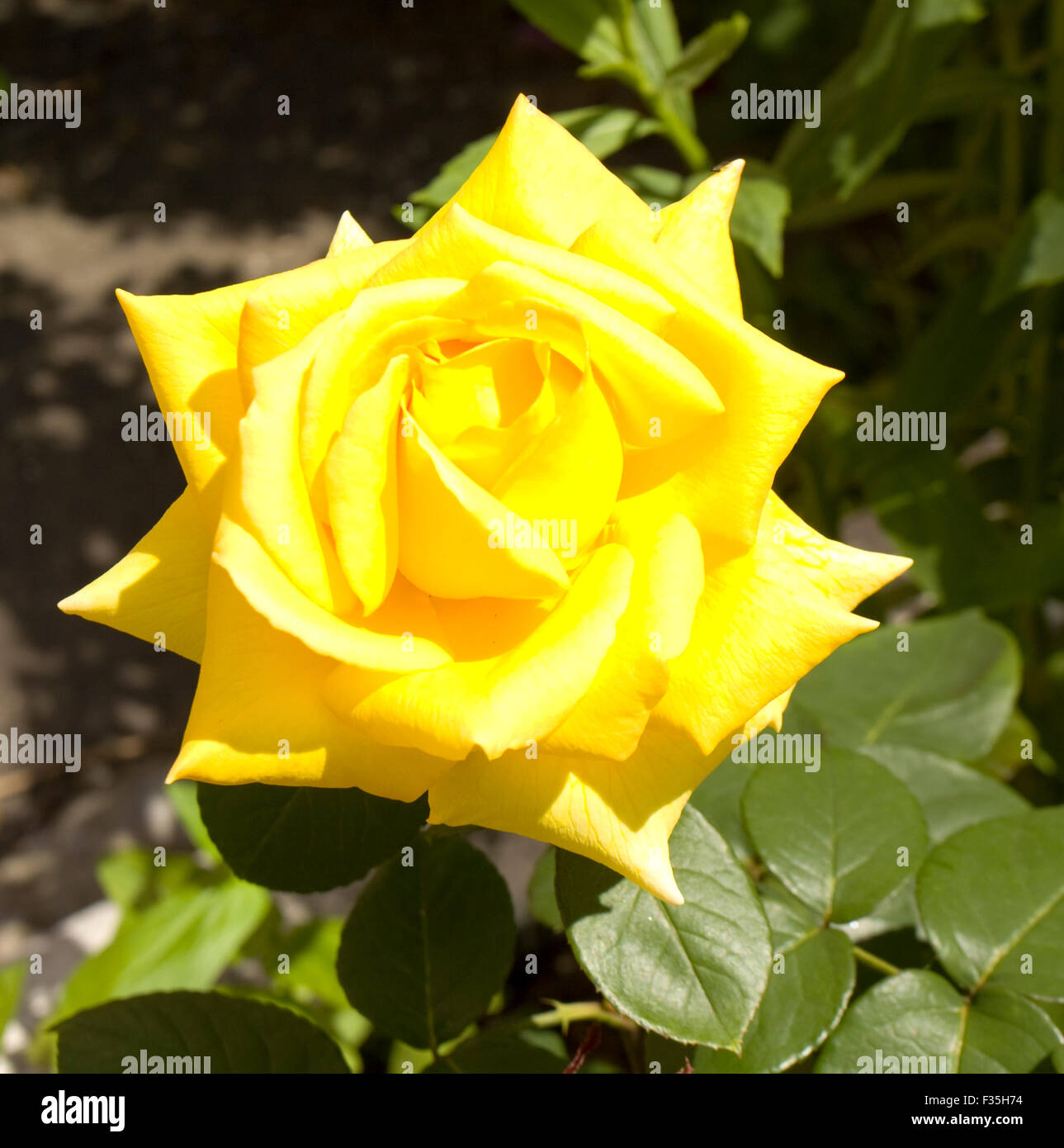 One big flower rose of yellow colour in garden Stock Photo - Alamy