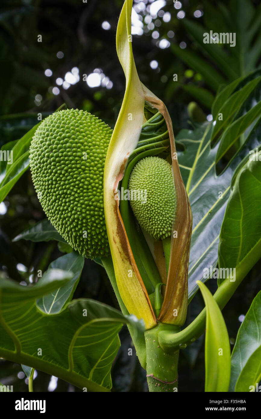 The jackfruit or Artocarpus Heterophyllus is a species of tree and native to parts of South and Southeast Asia. Stock Photo