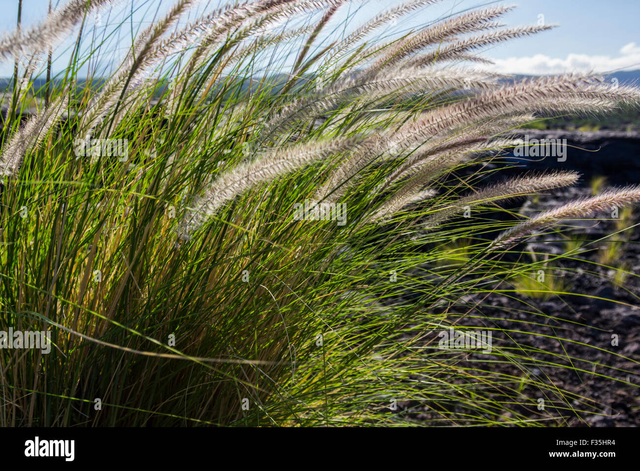 Marram grass genus hires stock photography and images Alamy
