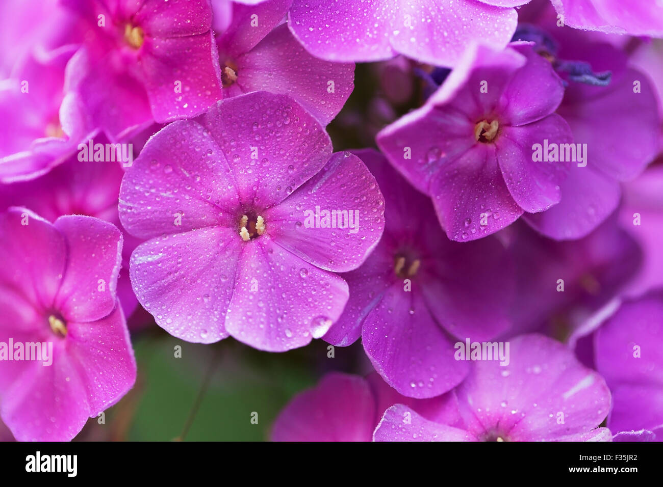 Bright purple garden phlox Stock Photo