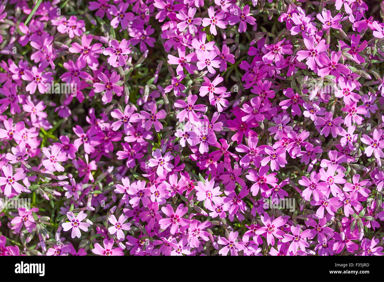 wild purple flowers Stock Photo - Alamy