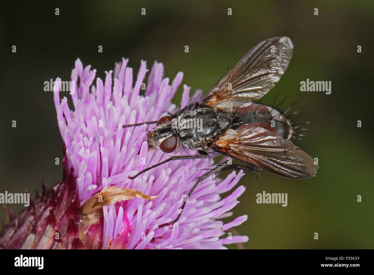 Close up macro photo of a fly feeding on an thistle flower head. Stock Photo