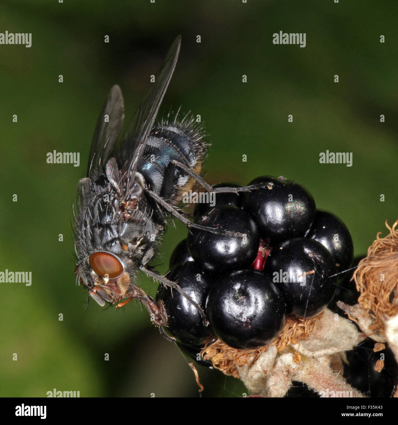 Close-up, macro photo of a Fly feeding on a blackberry bush. Stock Photo