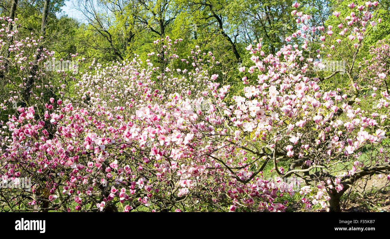 Pink magnolia tree in blossom in spring Stock Photo Alamy