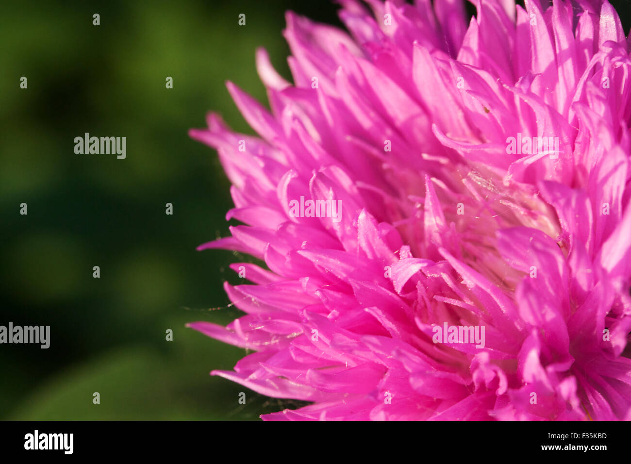 Pink chrysanthemum on the abstract green background Stock Photo - Alamy