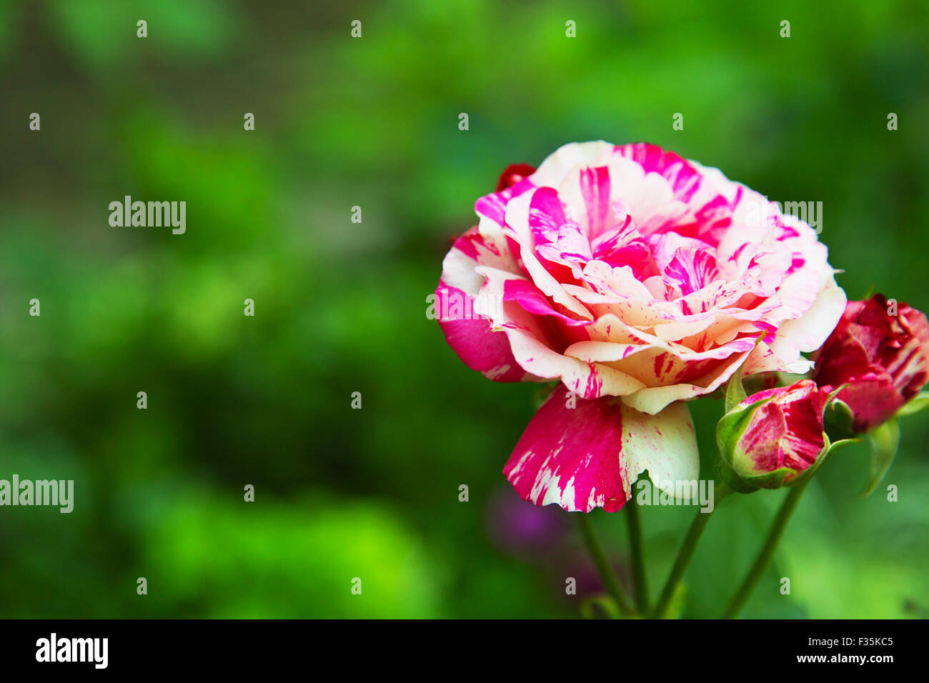 White-pink rose on an abstract green background Stock Photo - Alamy