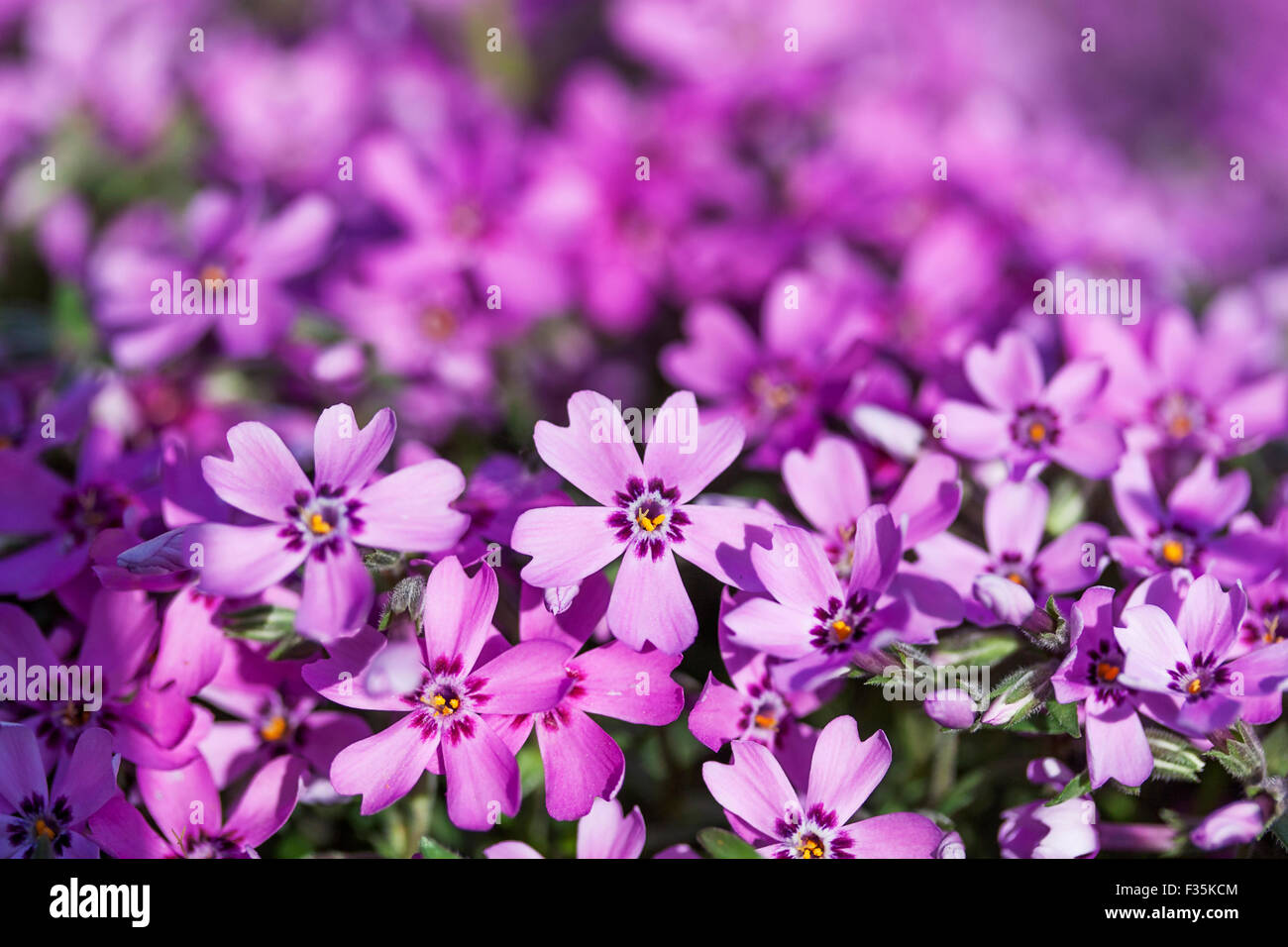 wild purple flowers Stock Photo - Alamy