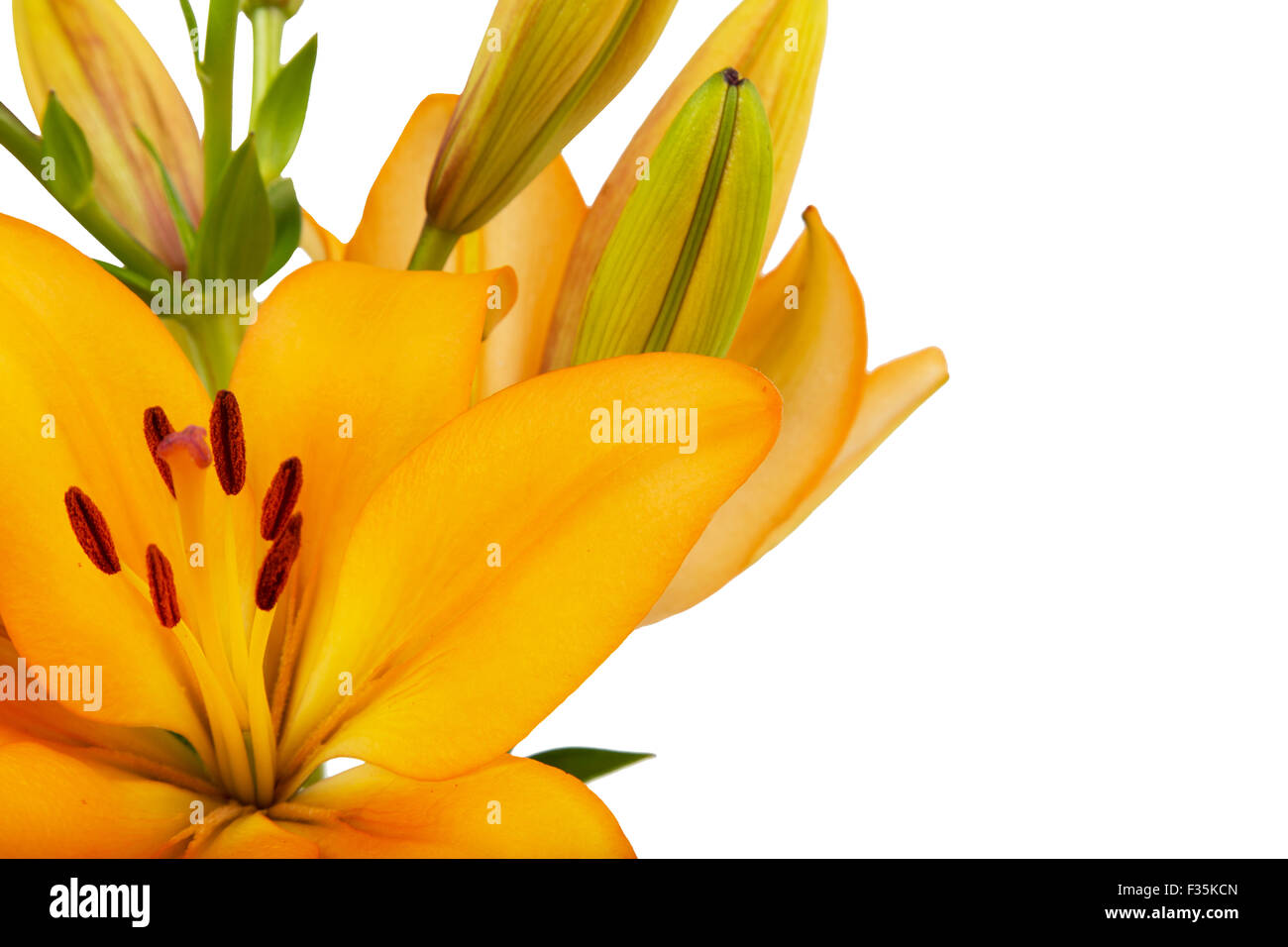Yellow lily isolated on white background Stock Photo - Alamy