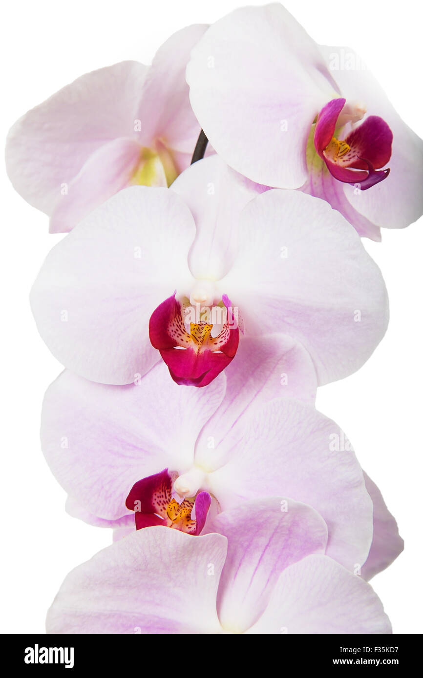 Pink orchid flowers isolated on white background closeup Stock Photo ...