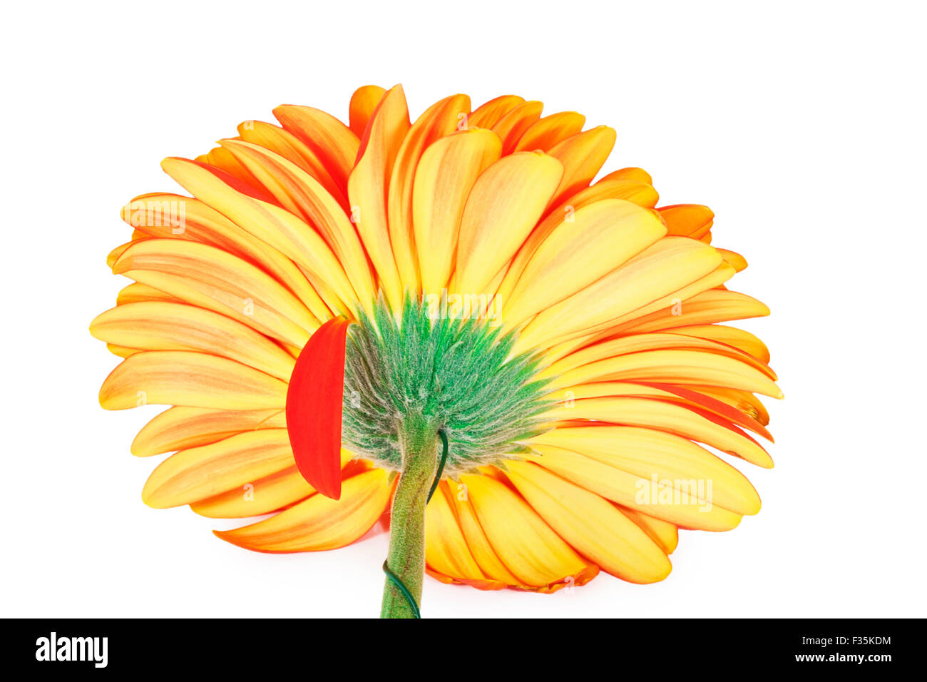 gerbera isolated on white background Stock Photo