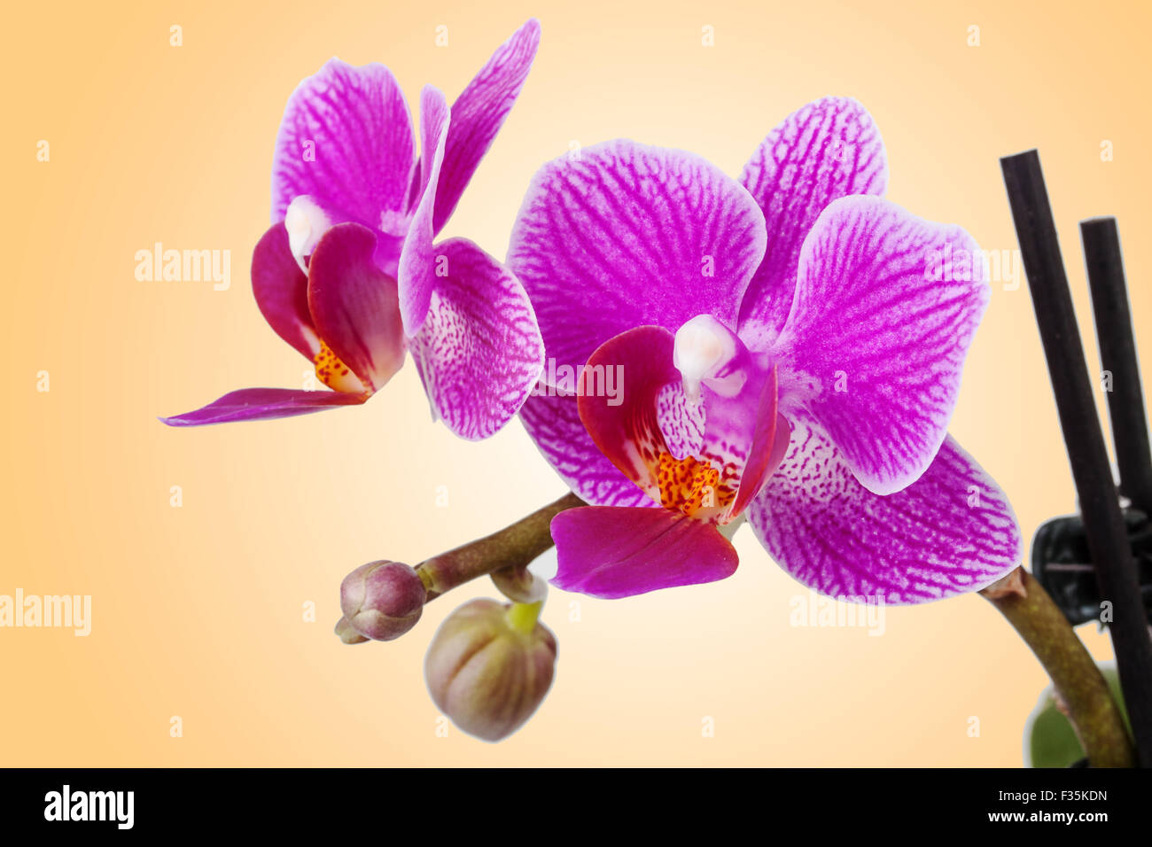 purple orchid on an orange background Stock Photo