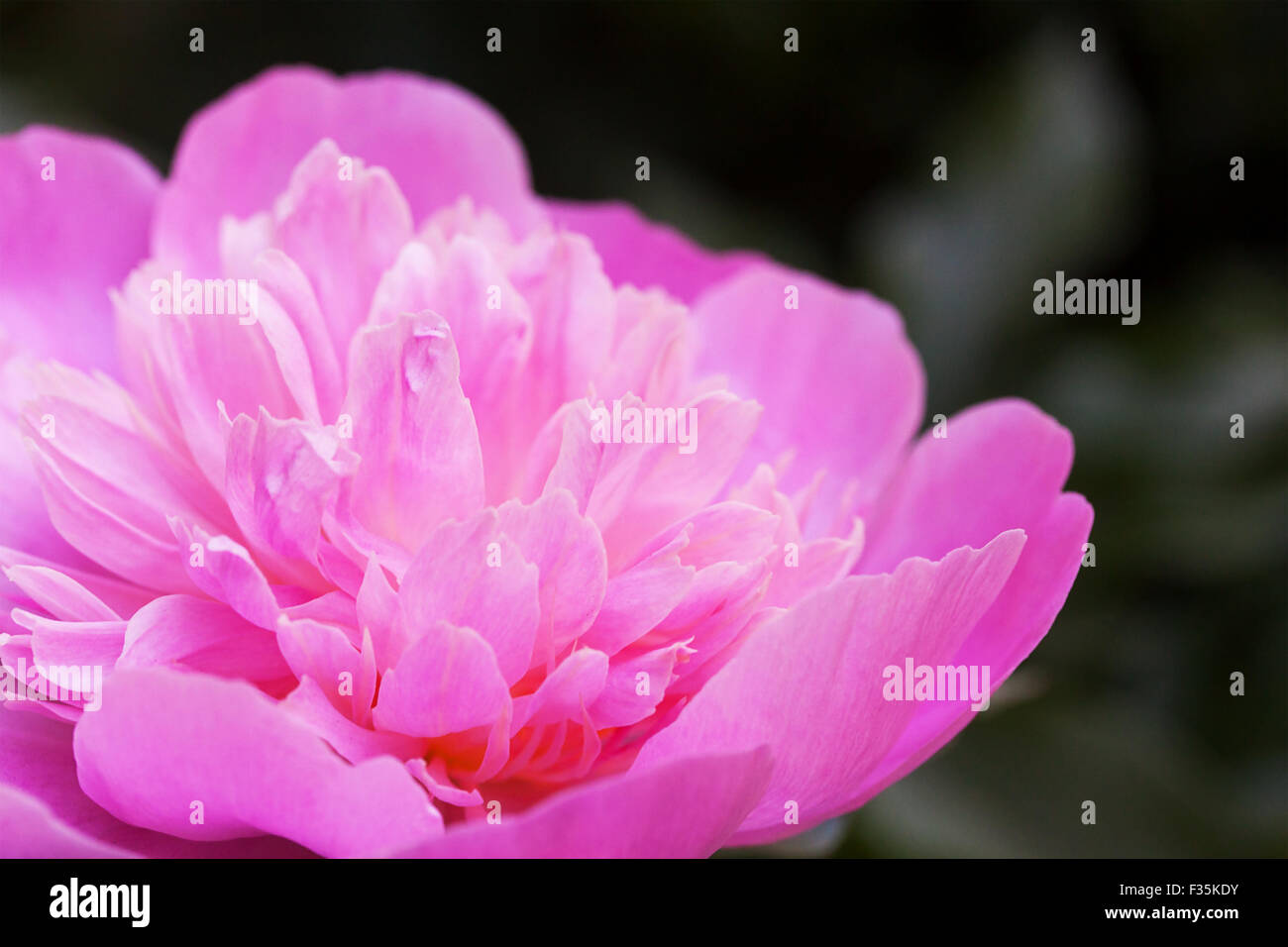 pink peony on abstract green background Stock Photo - Alamy