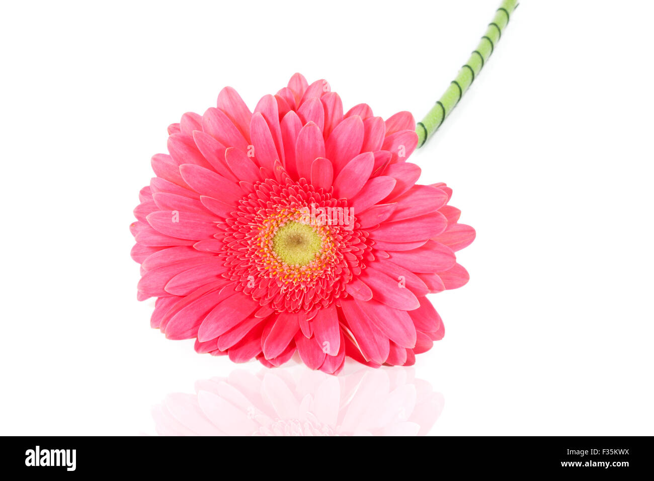 pink gerbera isolated on white background Stock Photo