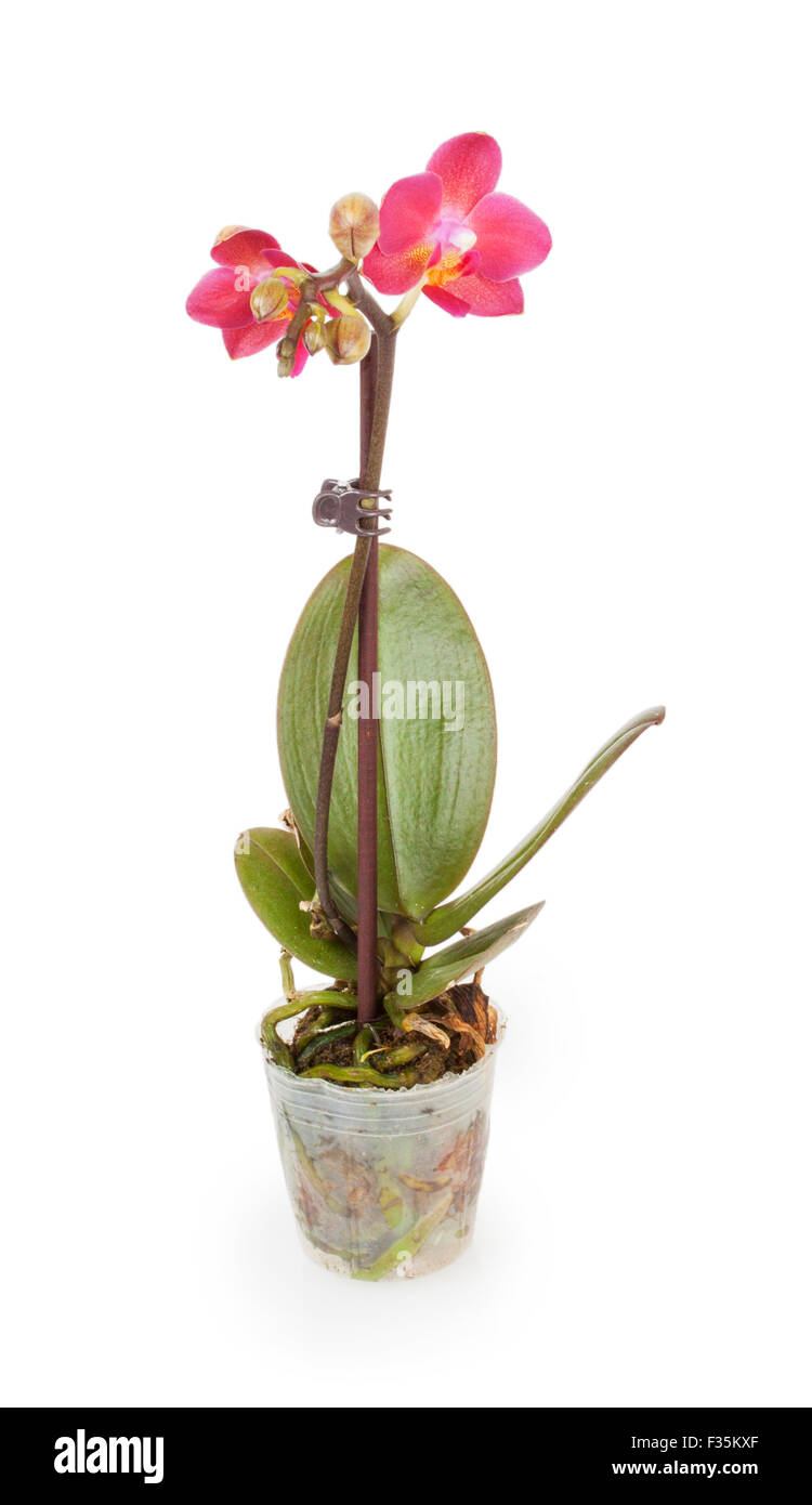 pink orchid isolated on white background Stock Photo - Alamy