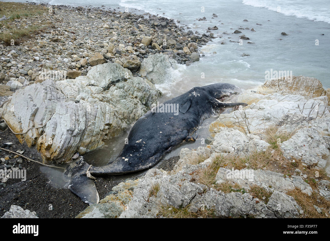 Apocalyptic image': More than 330 whales found dead in largest known whale  stranding event