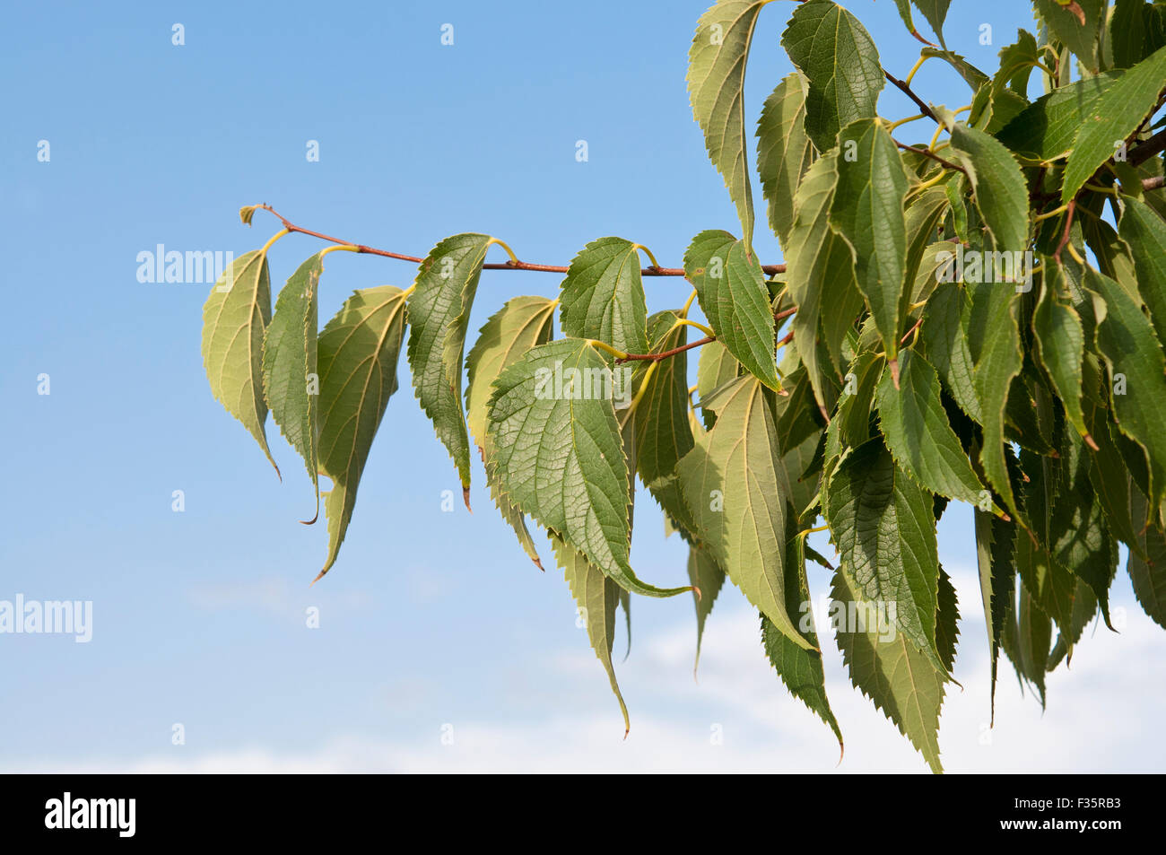 Leaves and fruits of European nettle tree (Celtis australis). It is a deciduous tree native of Mediterranean Region Stock Photo