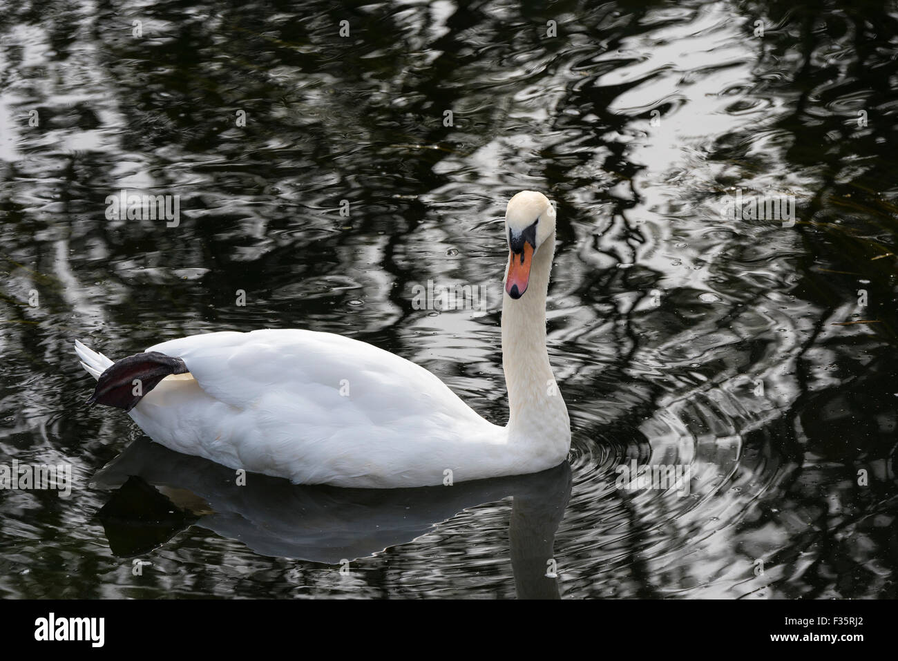 White swan resting leg black River Cam Stock Photo