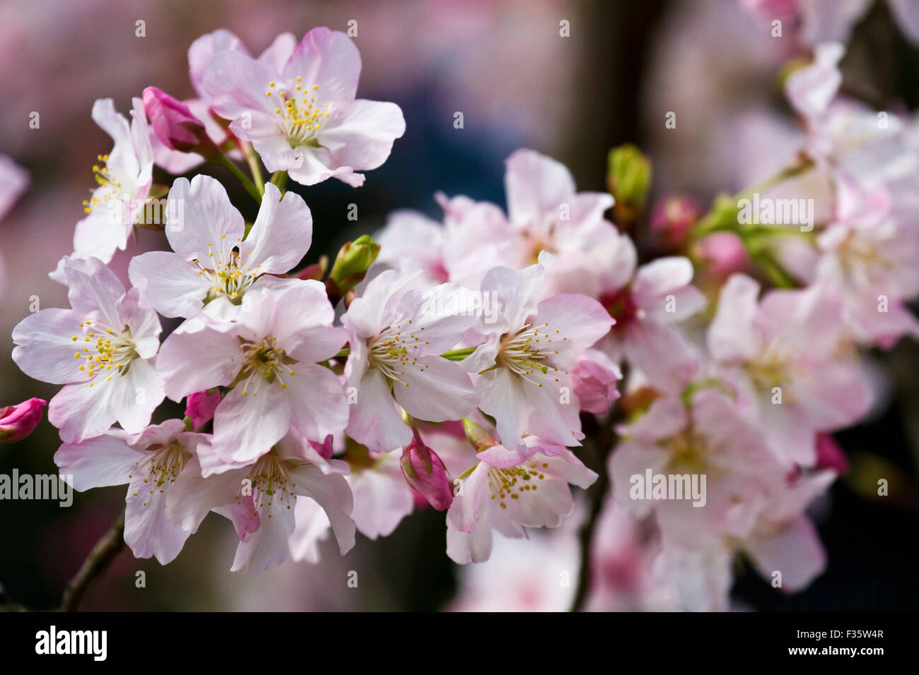 white Cherry blossom with nice background color for adv or others purpose use Stock Photo