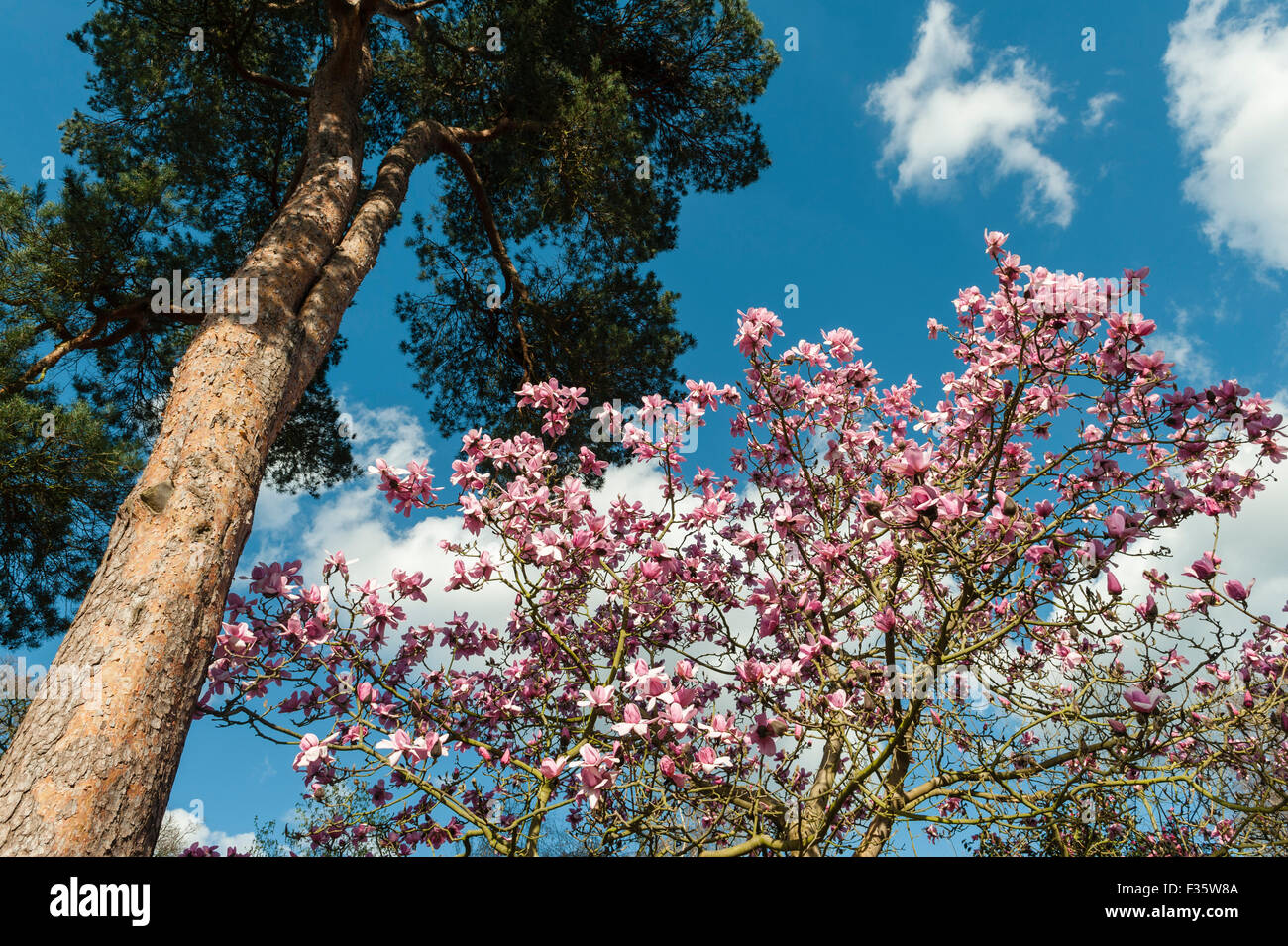 The Royal Horticultural Society (RHS) gardens at Wisley, Surrey, UK. Magnolia in spring Stock Photo
