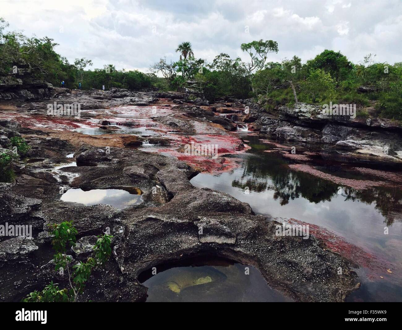 Meta. 29th Sep, 2015. Photo taken on Sept. 29, 2015 shows the Cano Cristales river in La Macarena, Meta, Colombia. According to local press, the access to Cano Cristales will be prohibited from next Oct. 1 because the flow is at the minimum of 30 percent due to 'El nino' phenomenon. Credit:  COLPRENSA/Xinhua/Alamy Live News Stock Photo