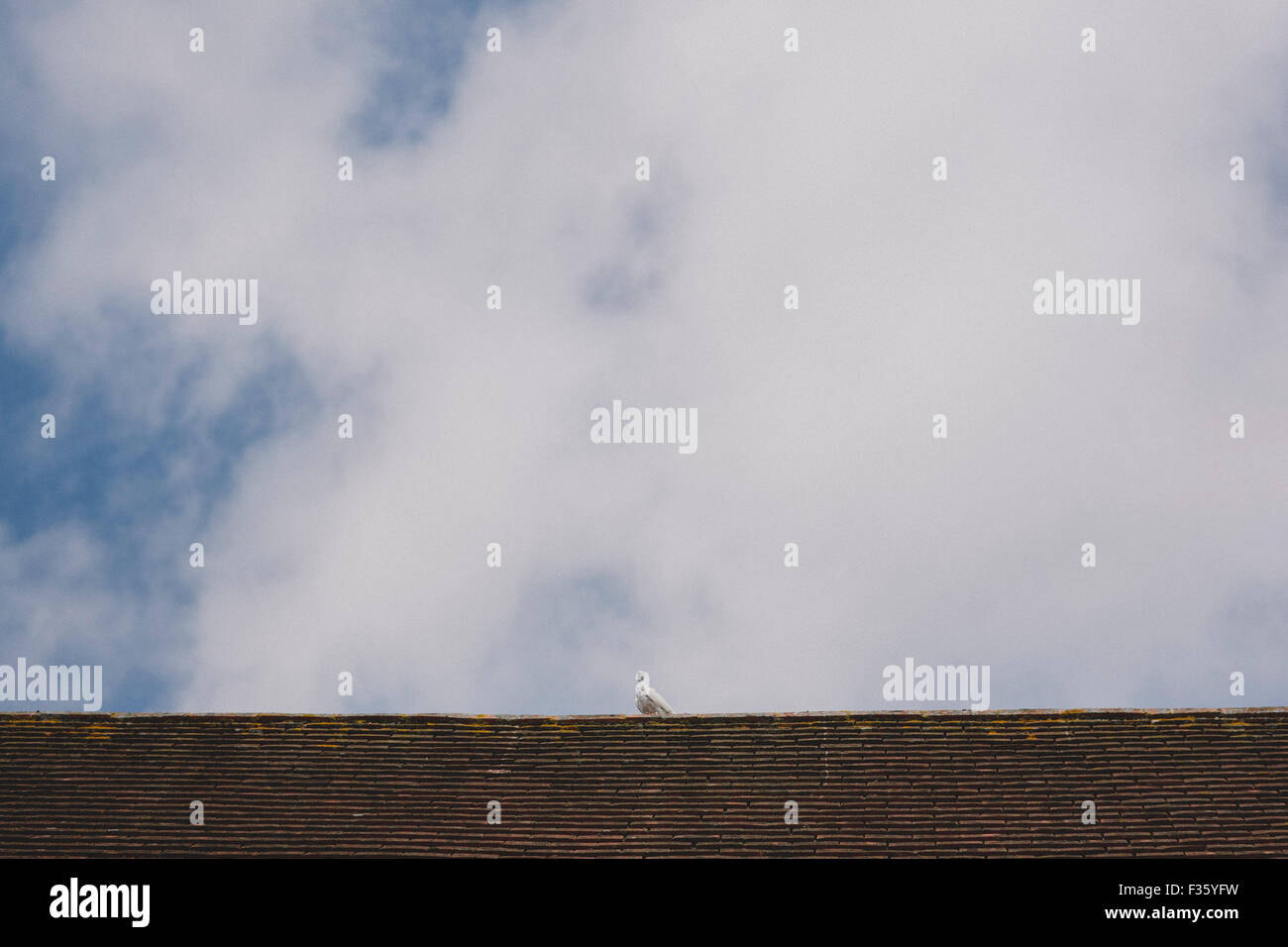 Pigeon Bird on top of a Barn with blue sky Stock Photo