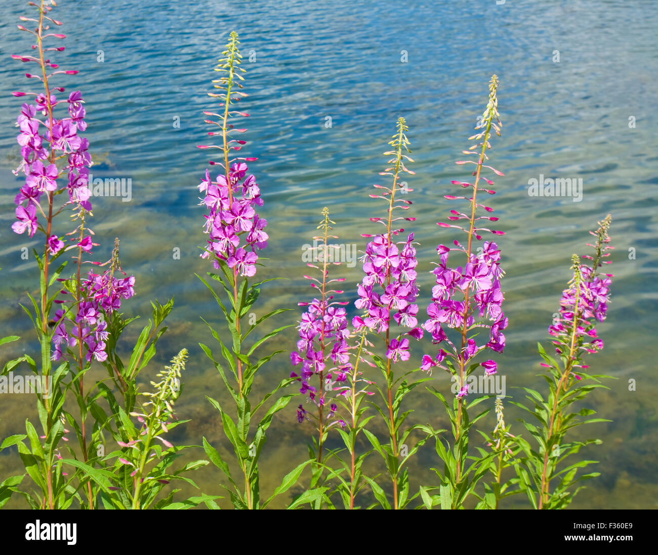 Few Wild Flowers Willow Herb Near Water Horizontal Stock Photo Alamy Few Wild Flowers Willow Herb Near Water Horizontal Stock Photo Alamy