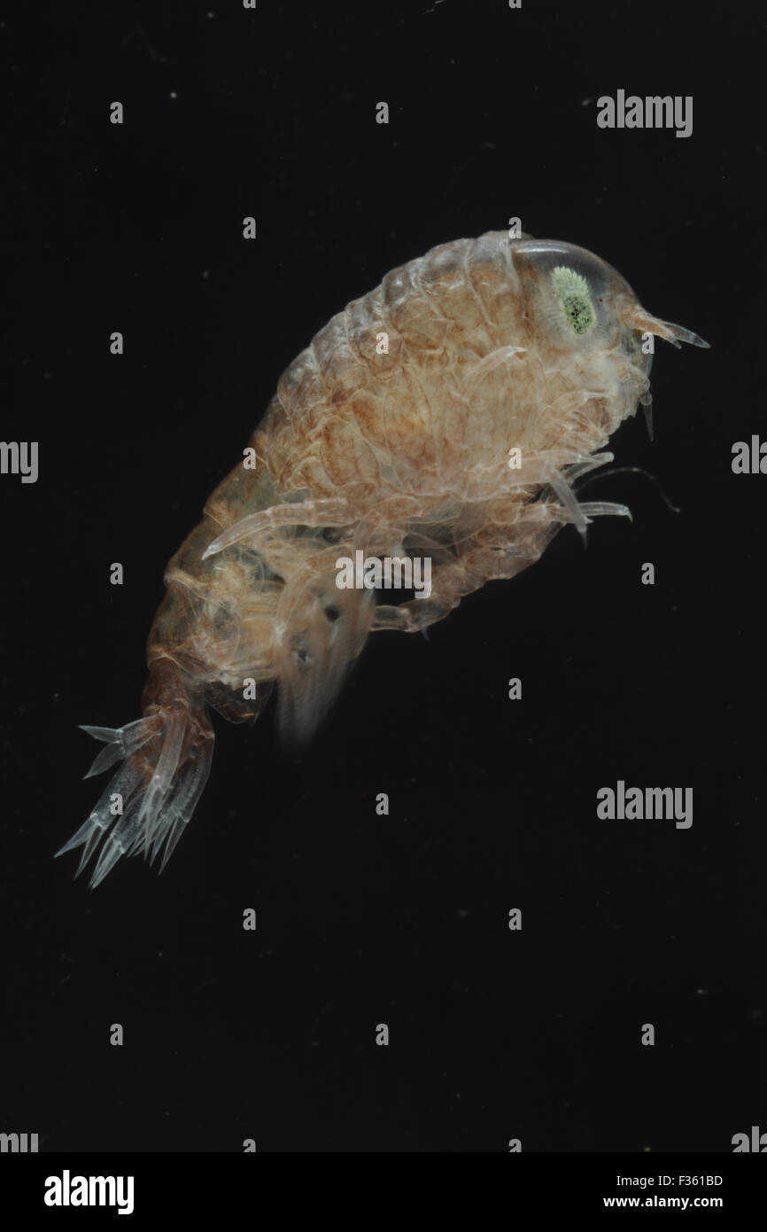 Big eyed Amphipod Hyperia galba, captive , taken from Jellyfish , Dorset UK Stock Photo