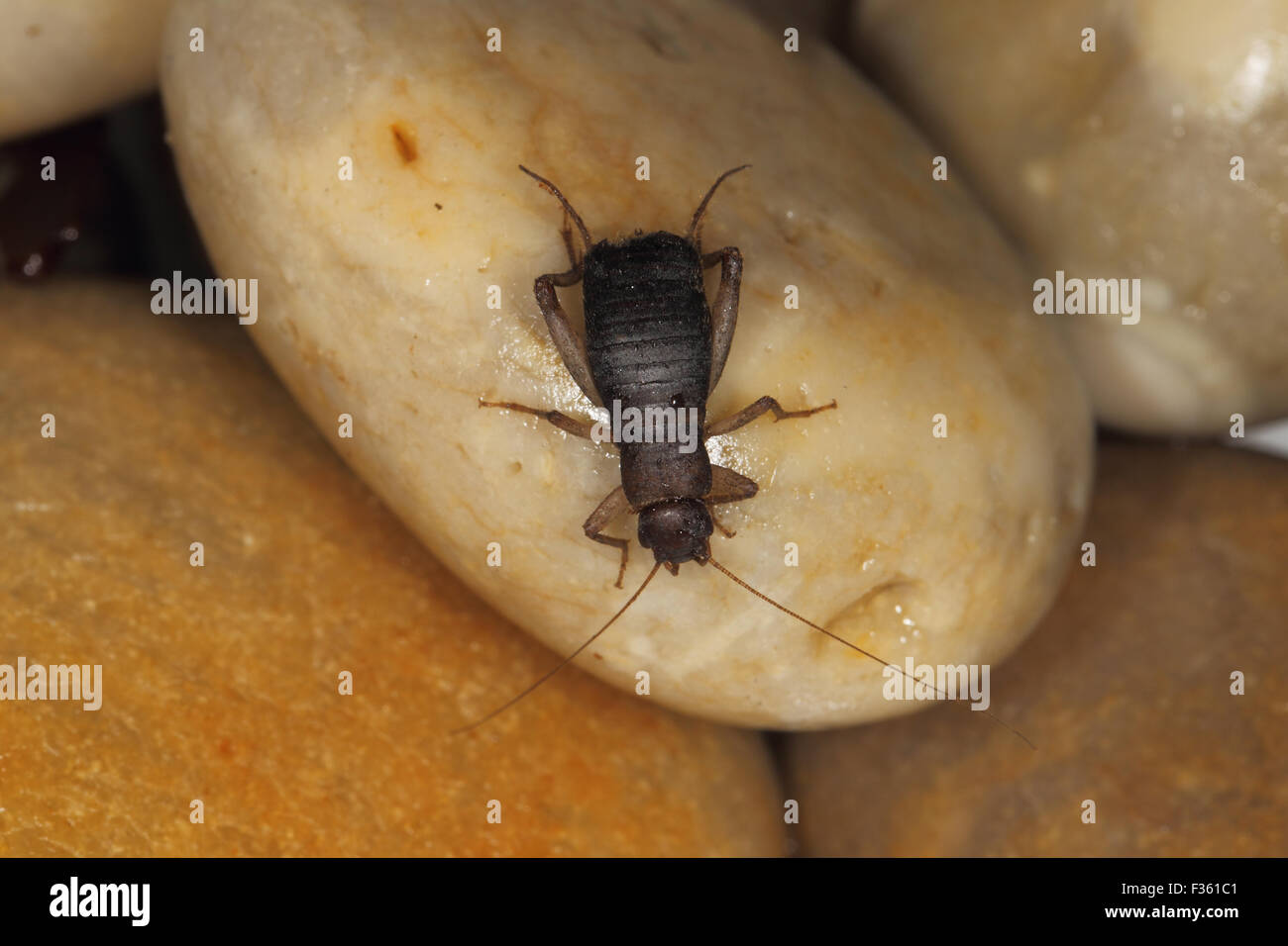 Scaly Cricket Pseudomogoplistes vicentae ( male ) Chesil beach Dorset UK September Stock Photo