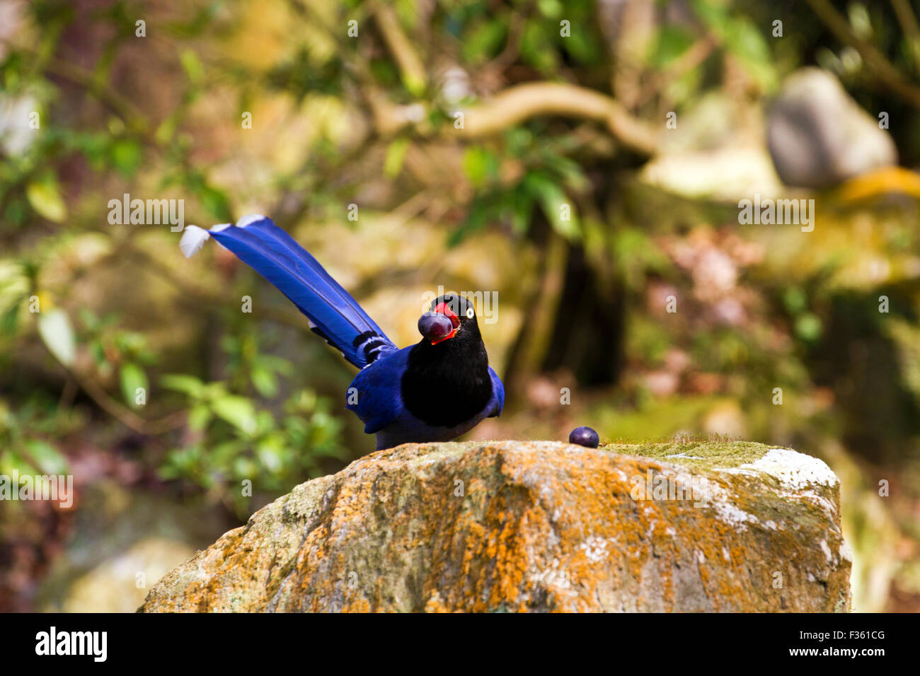 formosa blue magpie perch on stone,Urocissa caerulea Stock Photo