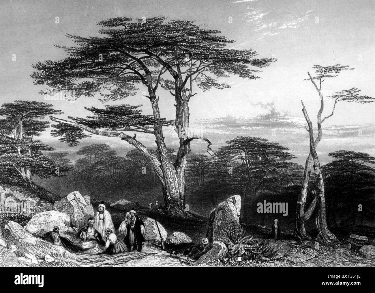 The Cedars of Lebanon; Black and White Illustration from Landscapes of