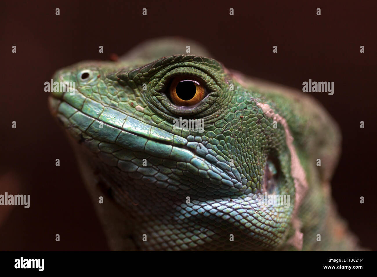 Close-up view of the head of a Female Plumed Basilisk lizard in Wingham Wildlife Park Stock Photo