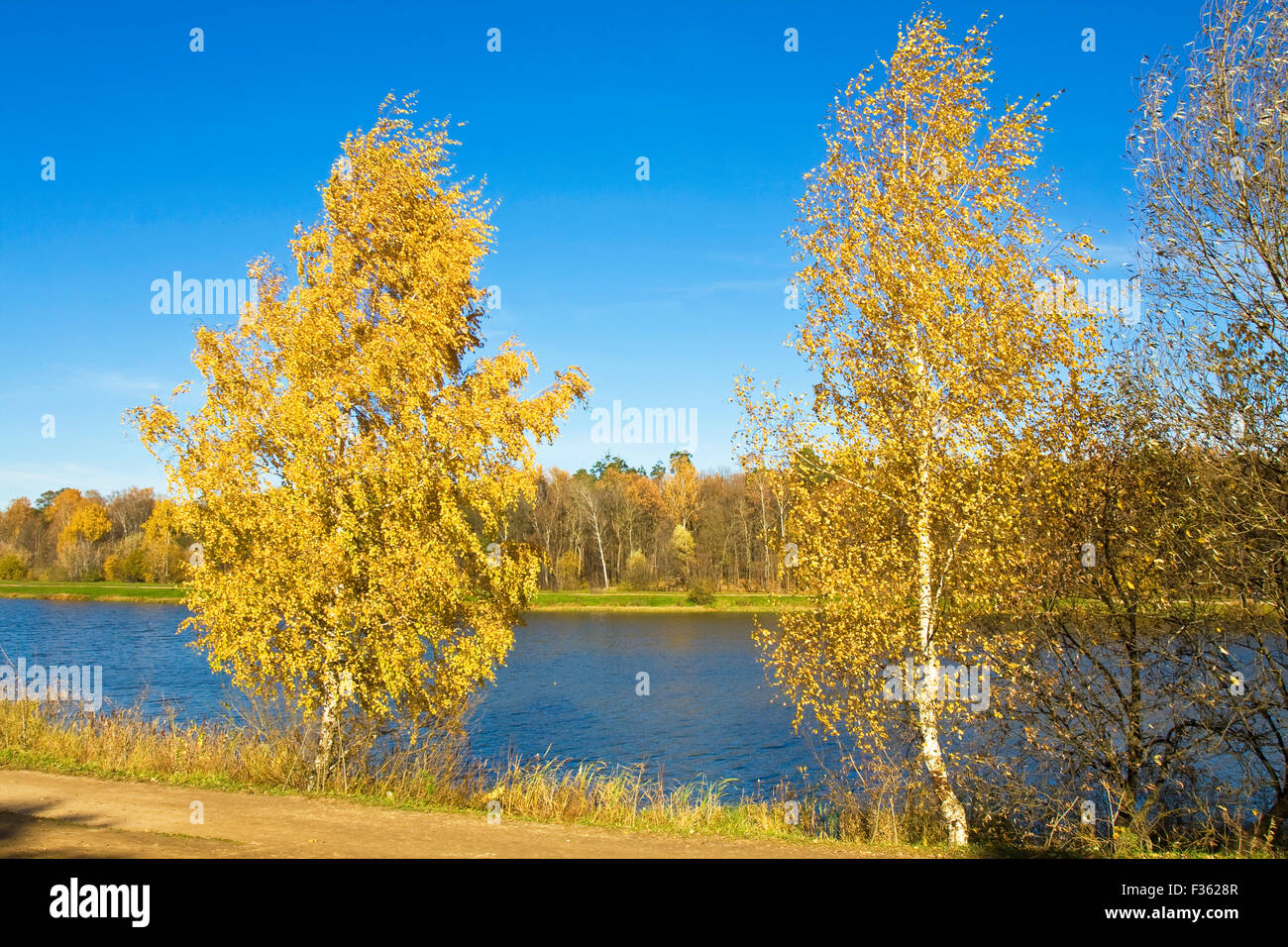Yellow birch hires stock photography and images Alamy
