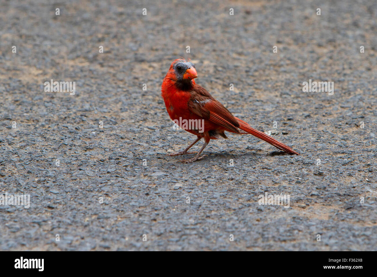 Northern Cardinal (Cardinalis cardinalis) male showing signs of molt around head & face at Makena Landing Park, Maui in July Stock Photo