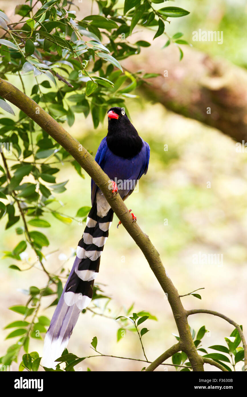 formosa blue magpie perch on tree,Urocissa caerulea Stock Photo