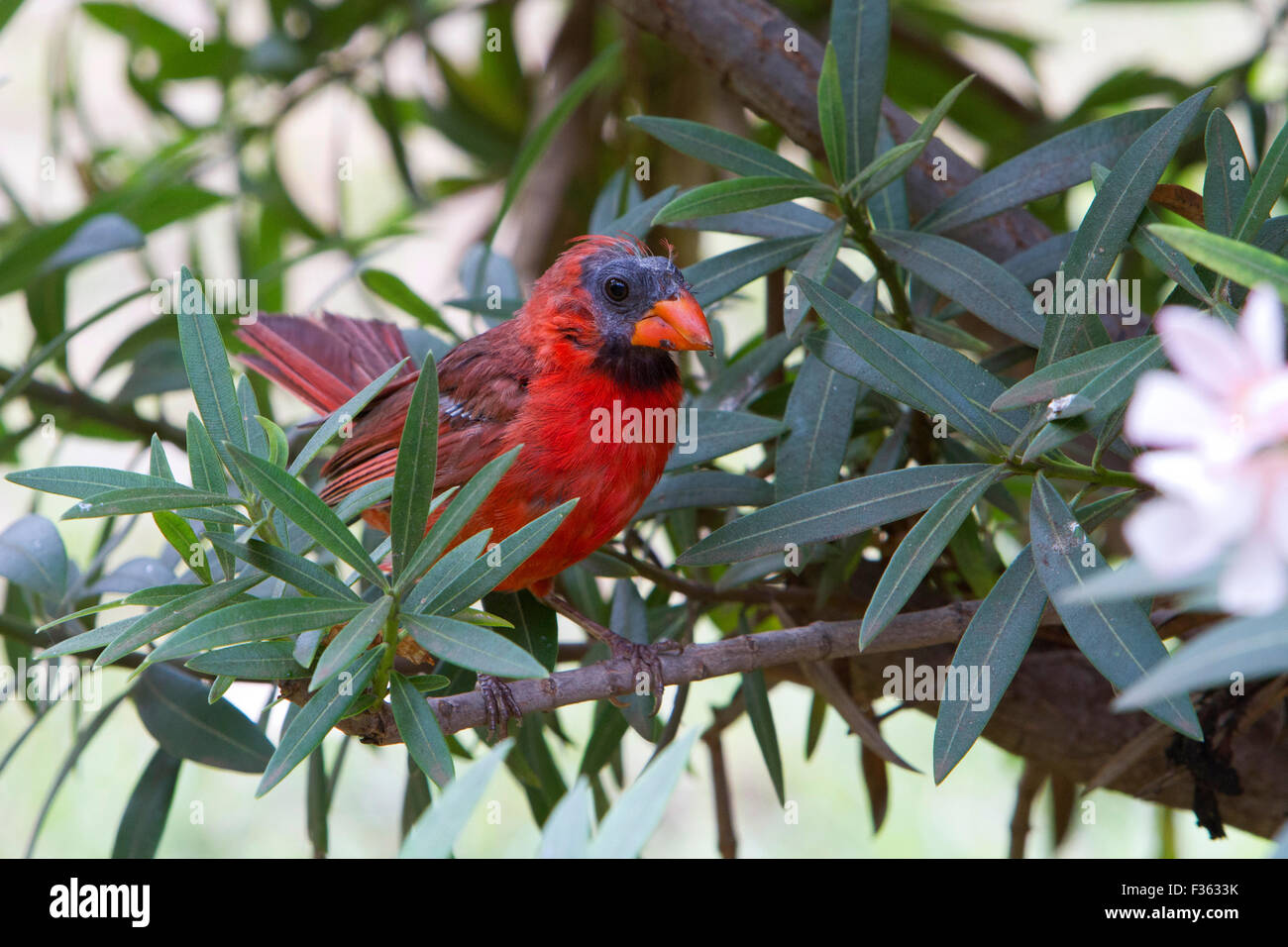 Northern Cardinal (Cardinalis cardinalis) male showing signs of molt around head & face at Makena Landing Park, Maui in July Stock Photo