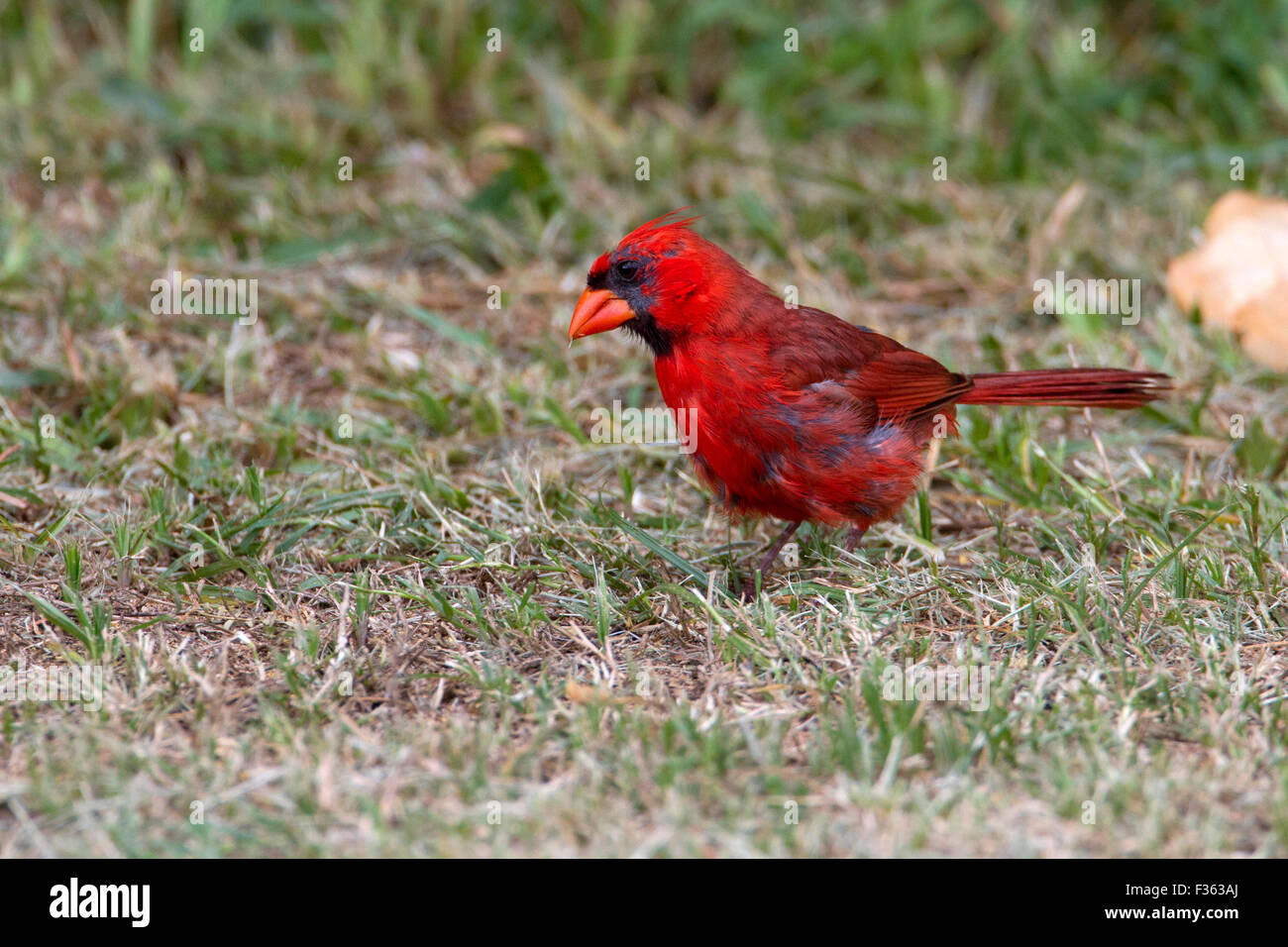 Northern Cardinal (Cardinalis cardinalis) male showing signs of molt around head & face at Maluaka Beach, Maui, Hawaii in July Stock Photo