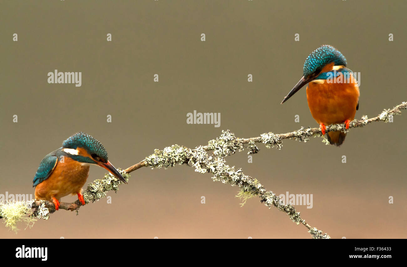 A pair of Kingfishers sat on a perch Stock Photo